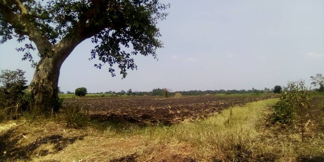 A farmer using natural predators for pest control